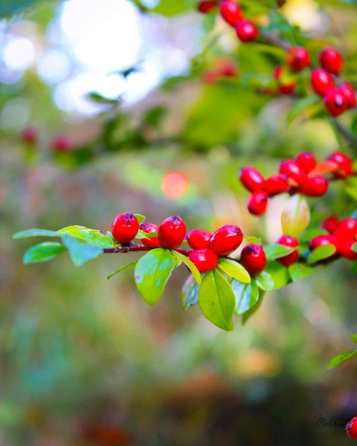 September berries