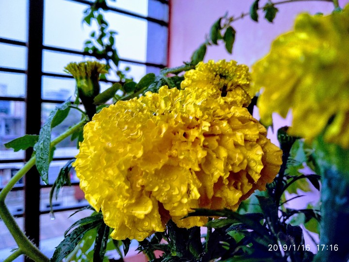 Flowers Lover