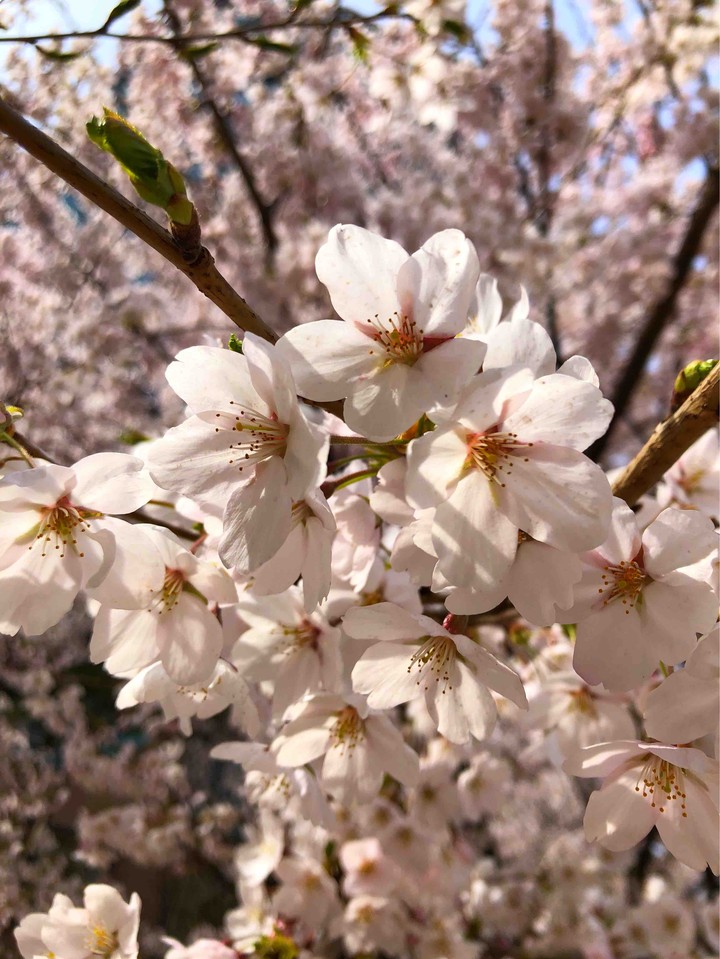 Sakura