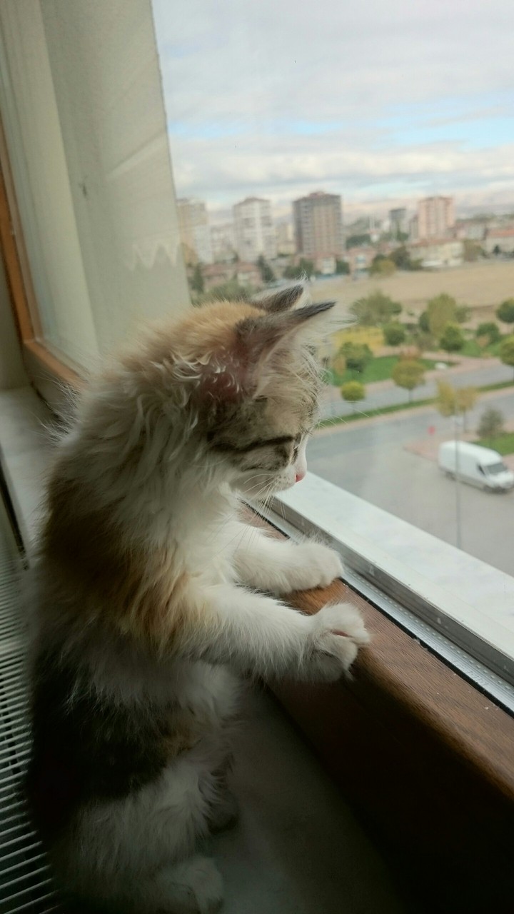 cute little cat