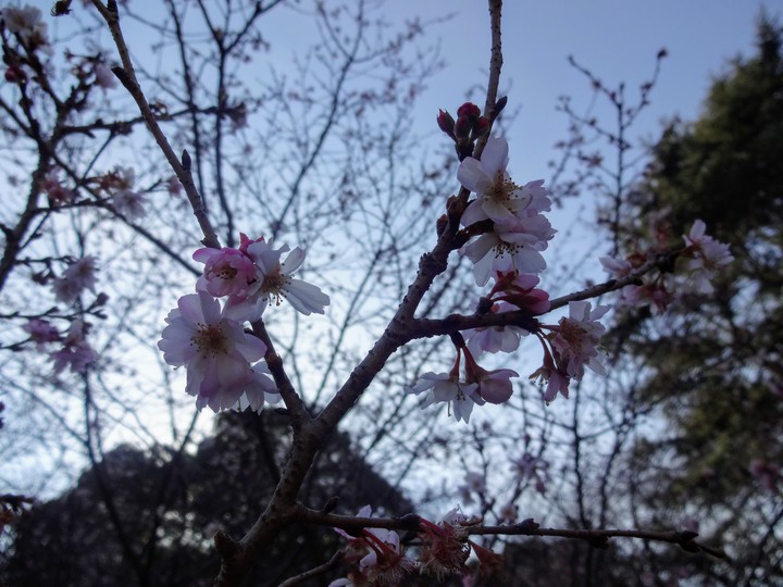 unknown colour