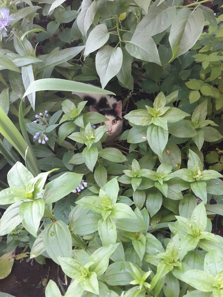 кот