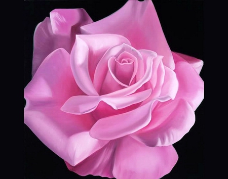 pink rose