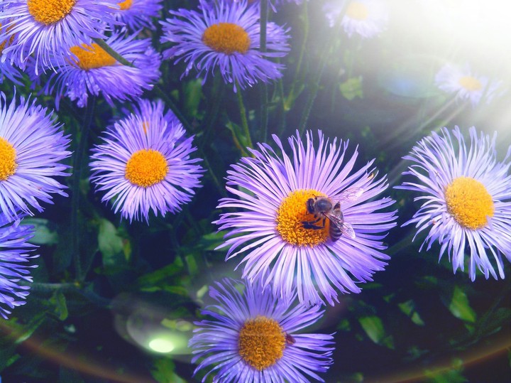 breakfast in a chamomile garden