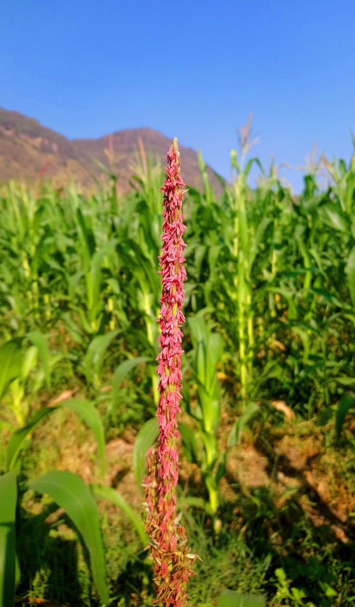 MILPA MANIZALES, SAN LORENZO, GRO.