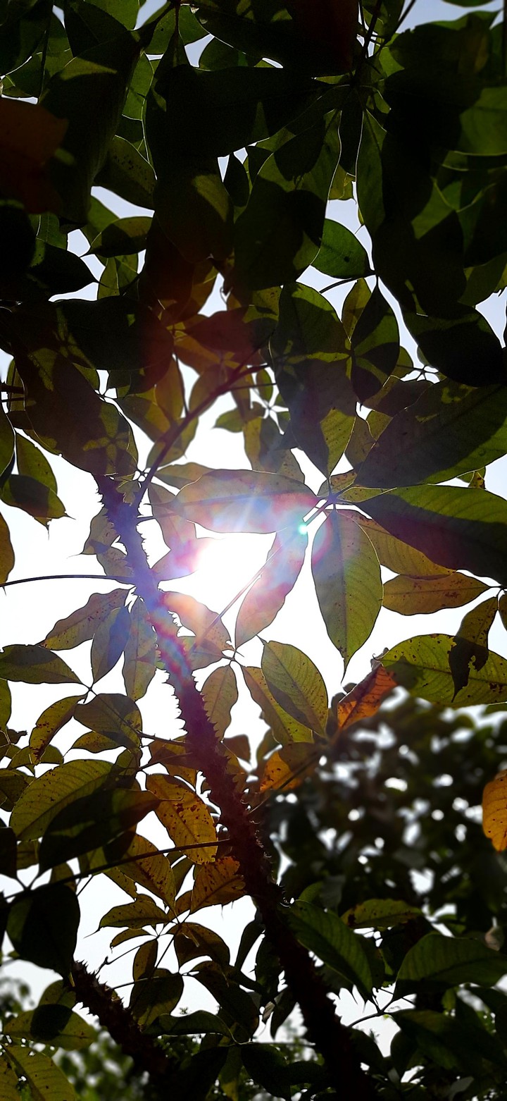 tree