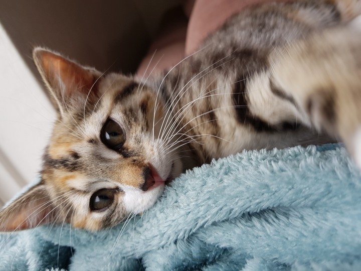 cute cat