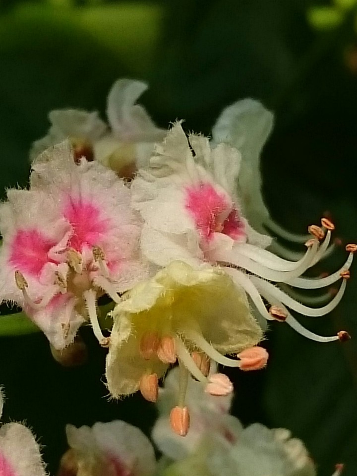 Kastanienblüte Macro