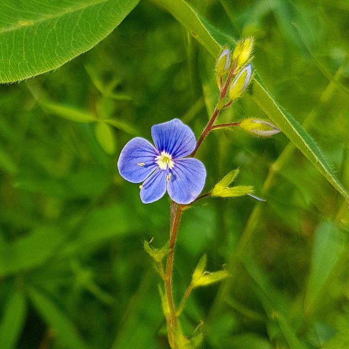 Summer flower