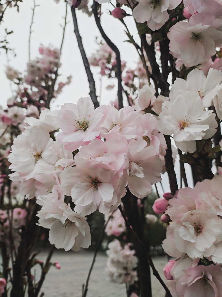 blossom