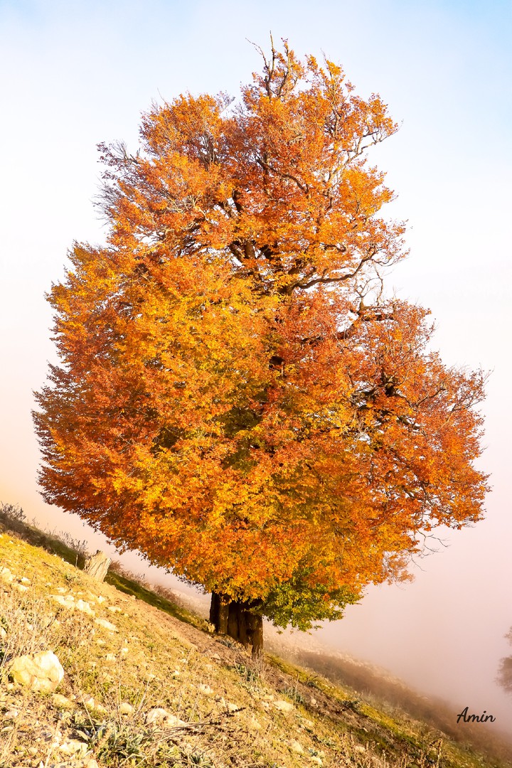 Color Of God ?