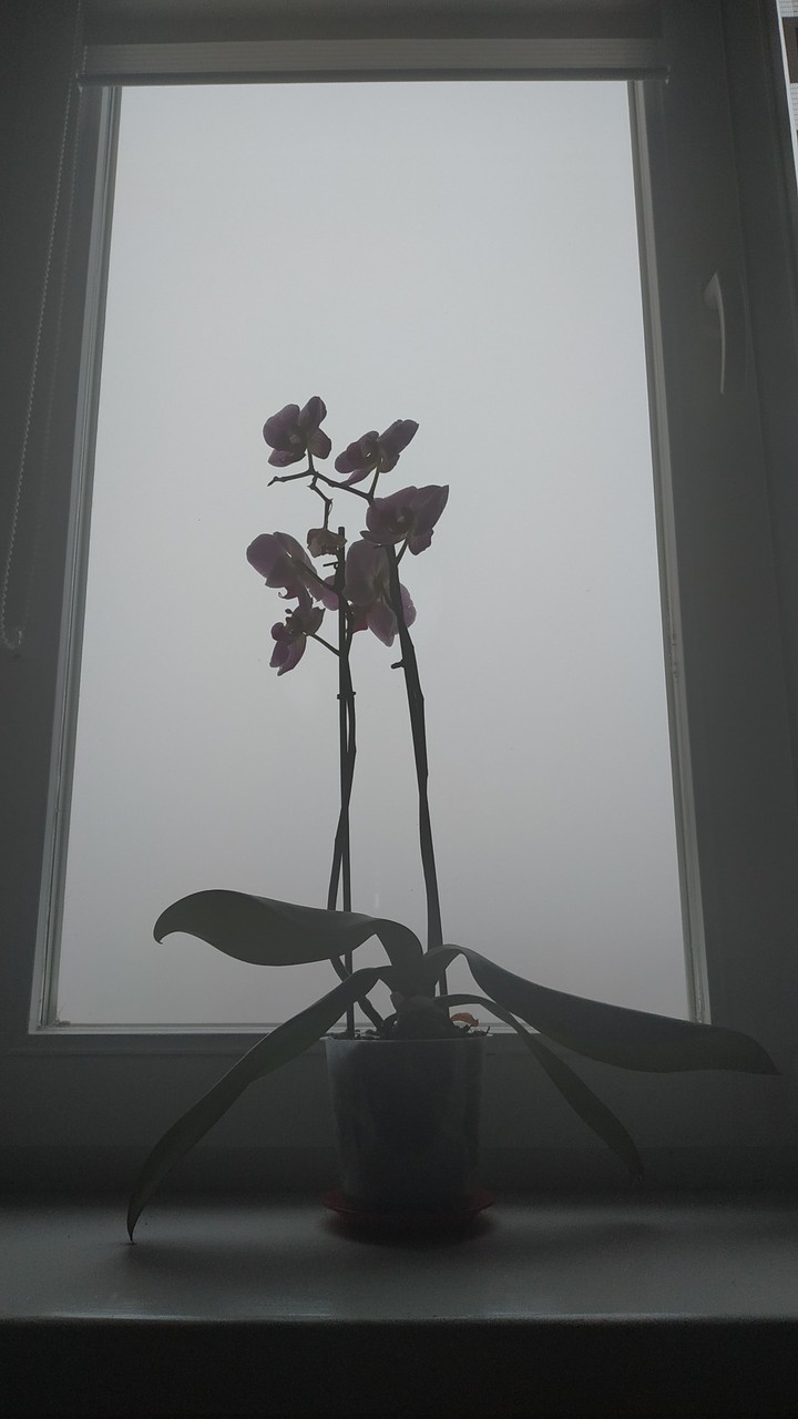 Orchids