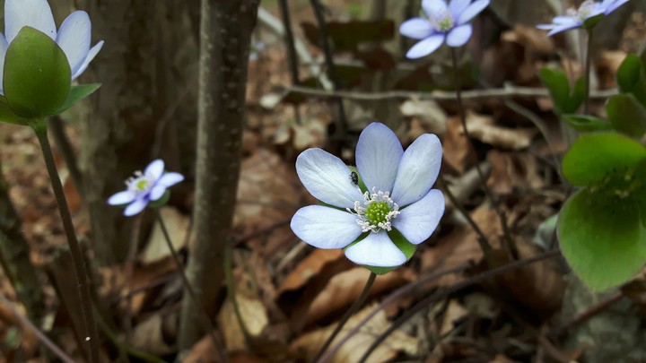 Blumen