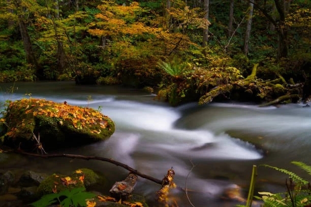 autumn foliage and stream - Oirase