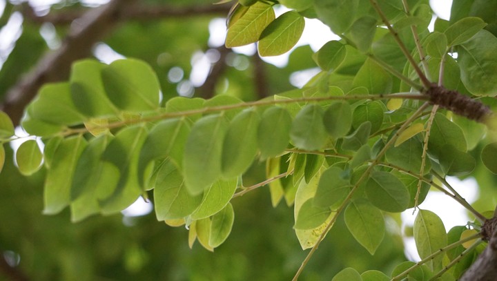 Greeny
