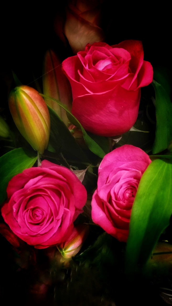 Red Rose
