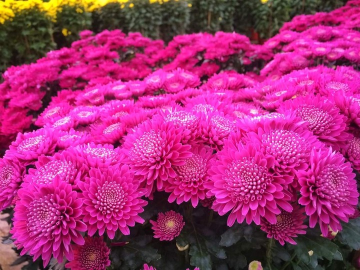 pink and beauty