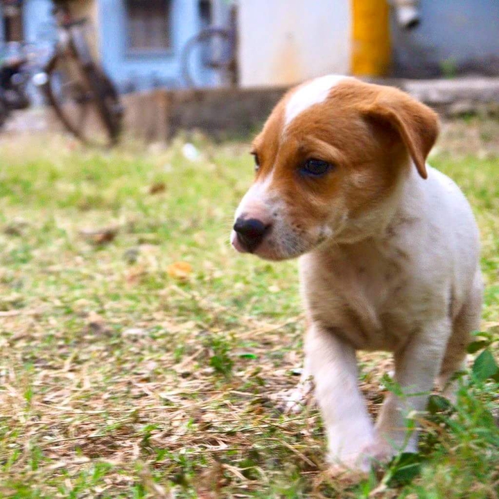 Cute puppy