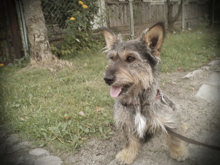 dog