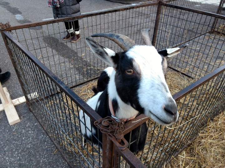 petting zoo