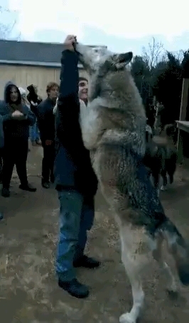 wow