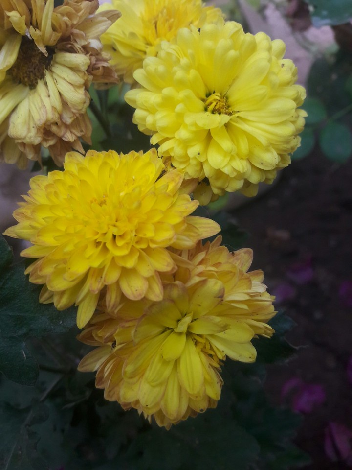 flowers