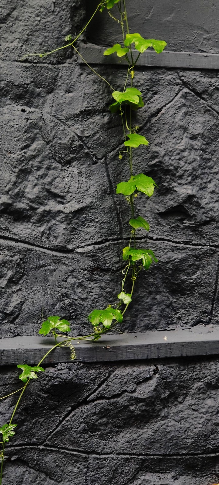 creeping ivy