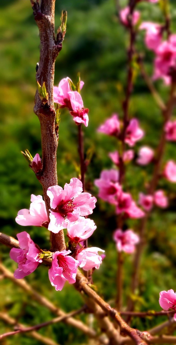 spring❤❤