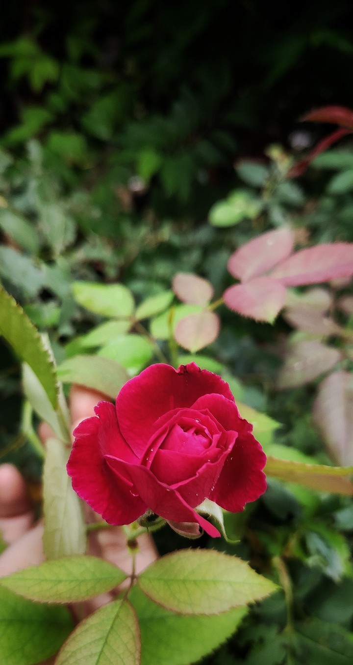 rose flower