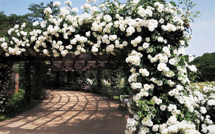 flowers