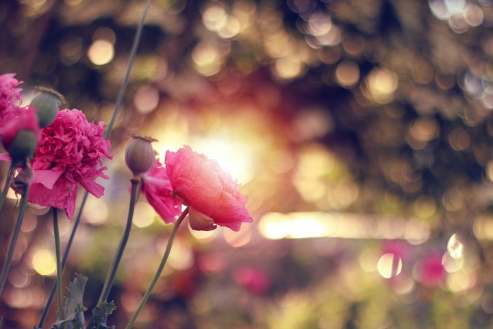 Tickled Pink