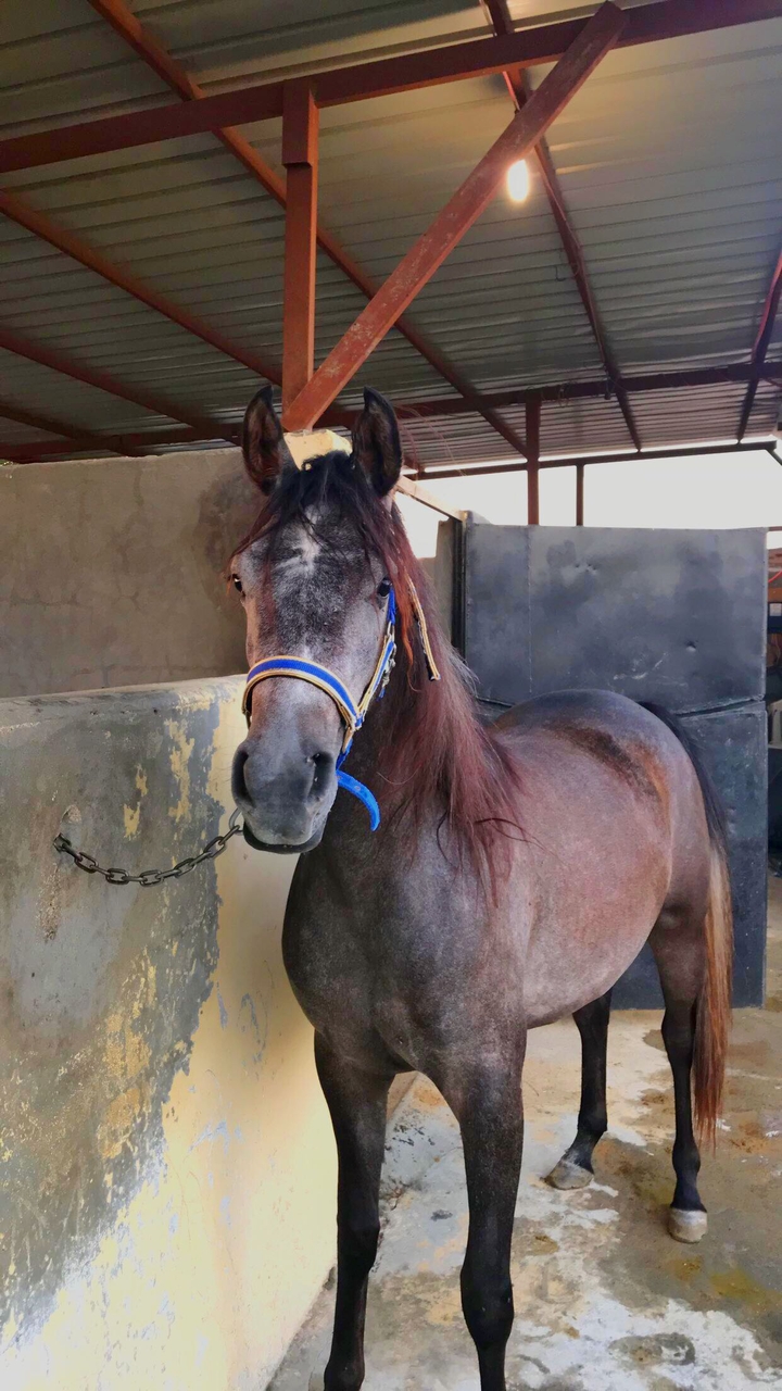 horse