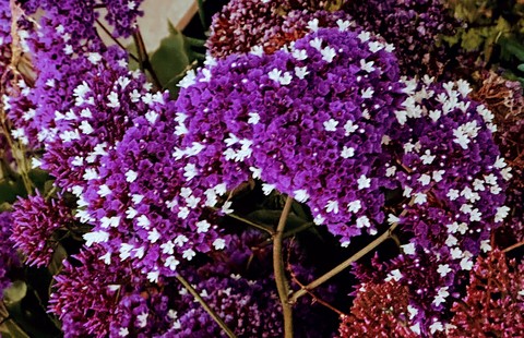 тапети purple, wildflower