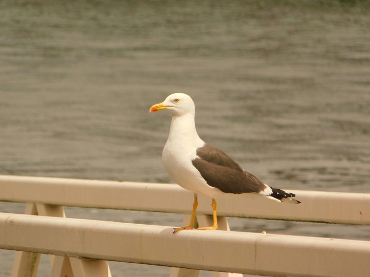 Gull