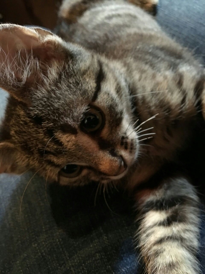cat