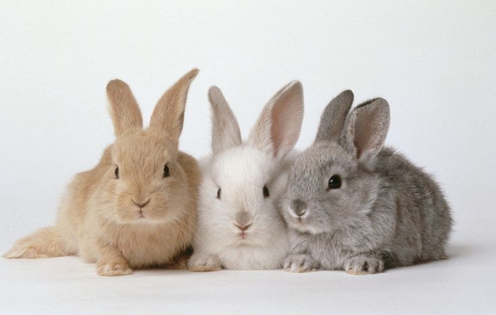Rabbits