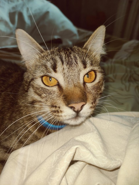 cat . кот. кошка