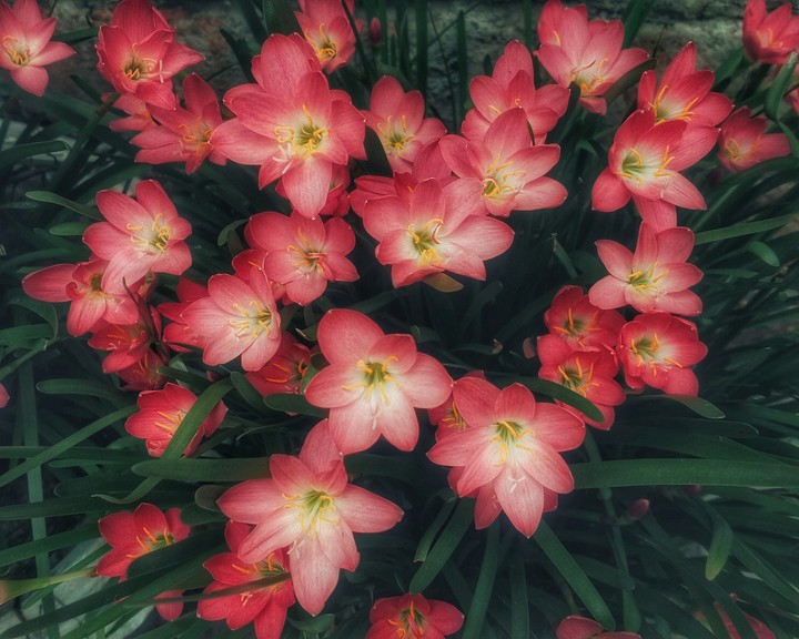 flower flowers and flowers