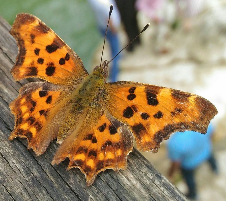 butterfly