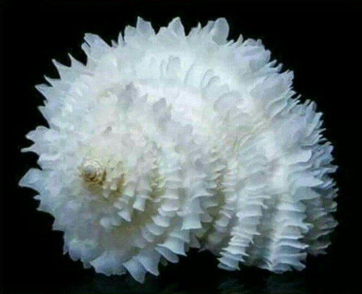SHANKH FLOWER...