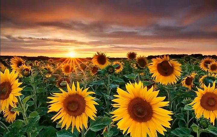 sunrise sunflower