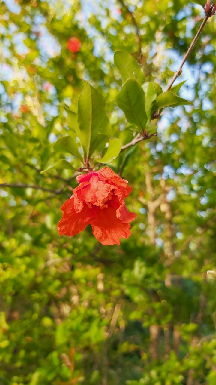 red flowers
