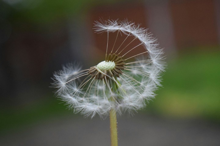 #plant  #nikonphotography #nature #myfirstphoto #art