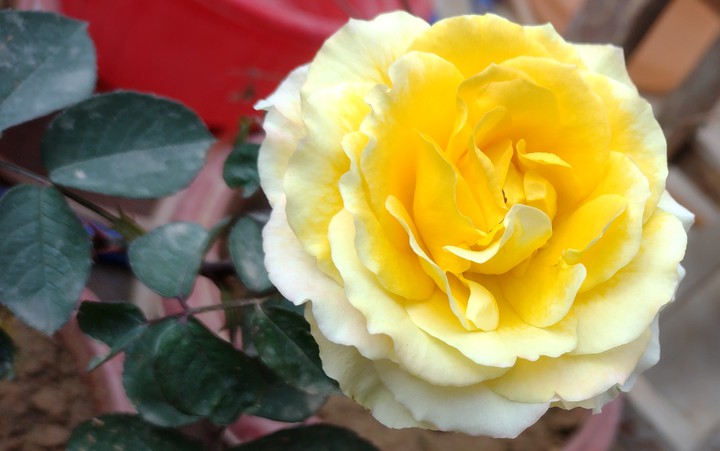 rose