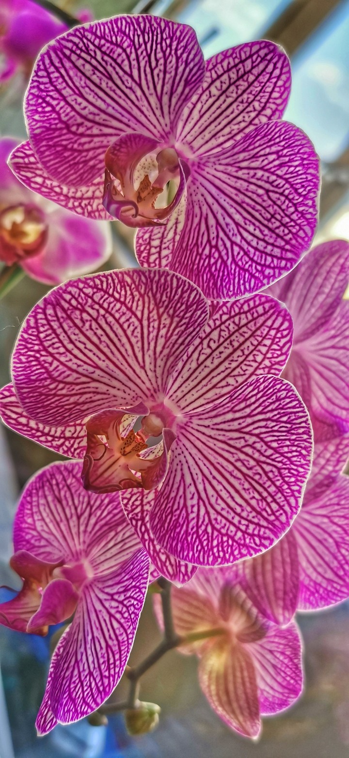 Tiger orchid
