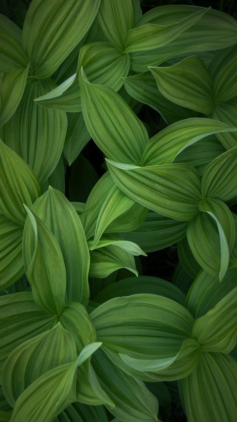 тапети pattern, leaf