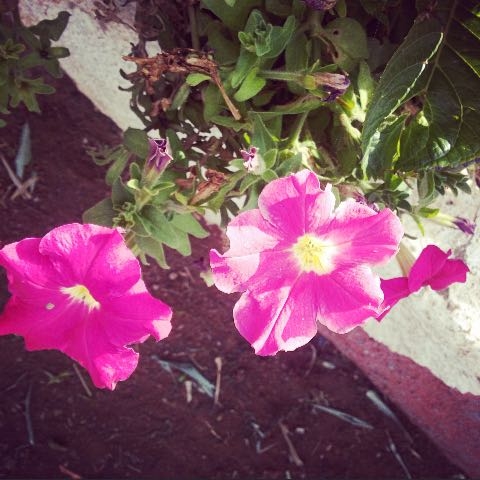 Blossom