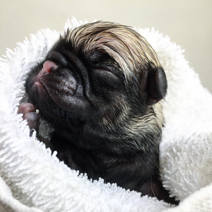 Puppy