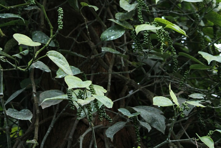 Pepper