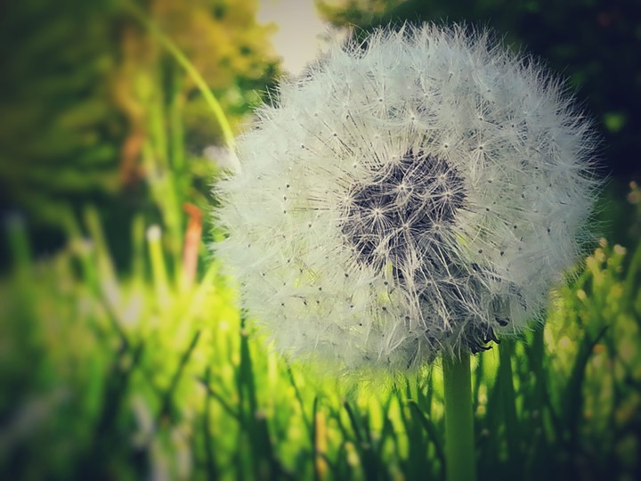 soffione